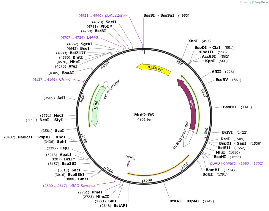 182882-plasmid-map-sequence-id-366061