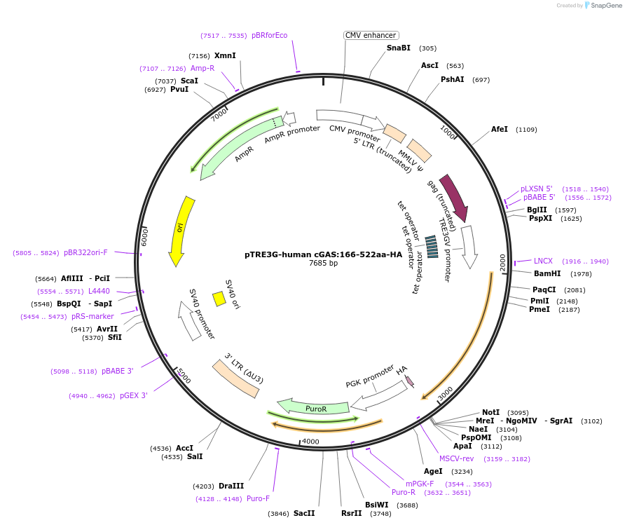 186860-plasmid-map-sequence-id-366064