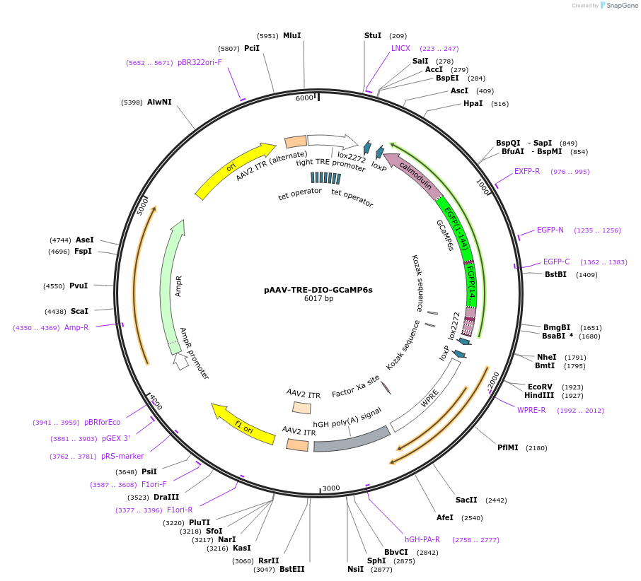 183809-plasmid-map-sequence-id-366066