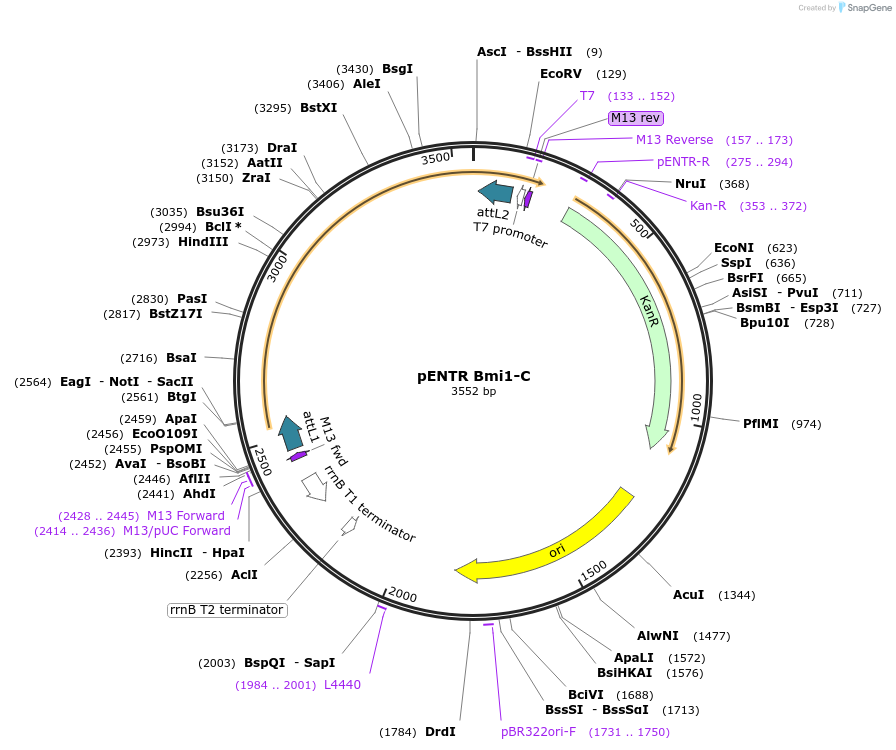 30511-plasmid-map-sequence-id-36607