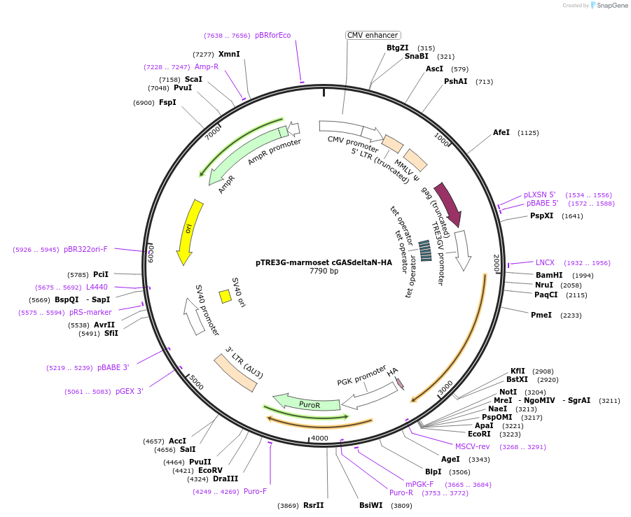 186863-plasmid-map-sequence-id-366071