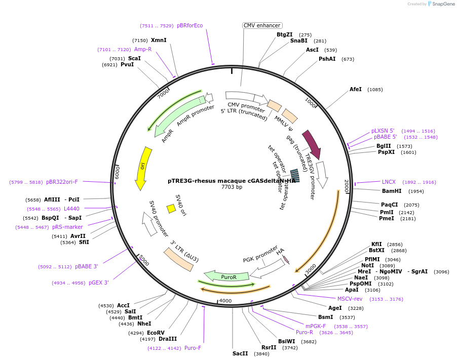 186866-plasmid-map-sequence-id-366074