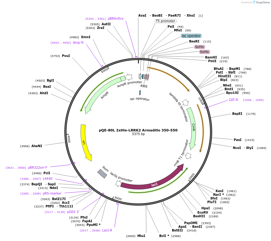 186018-plasmid-map-sequence-id-366091