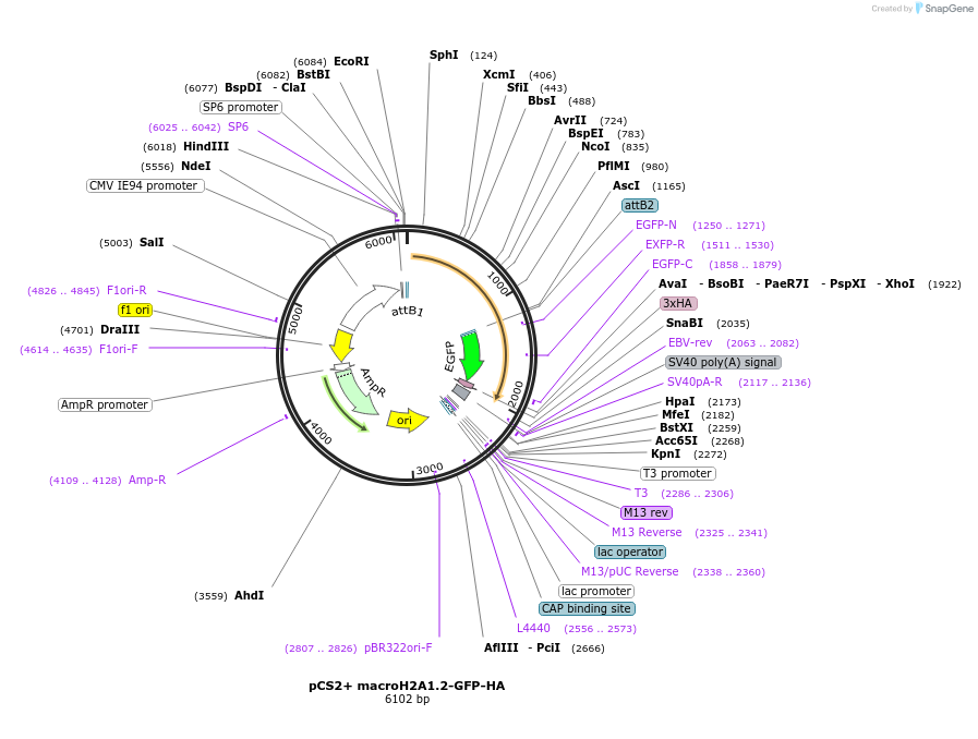 30515-plasmid-map-sequence-id-36610