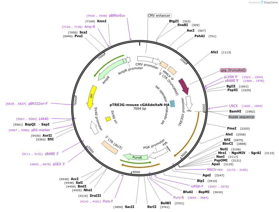 186876-plasmid-map-sequence-id-366109