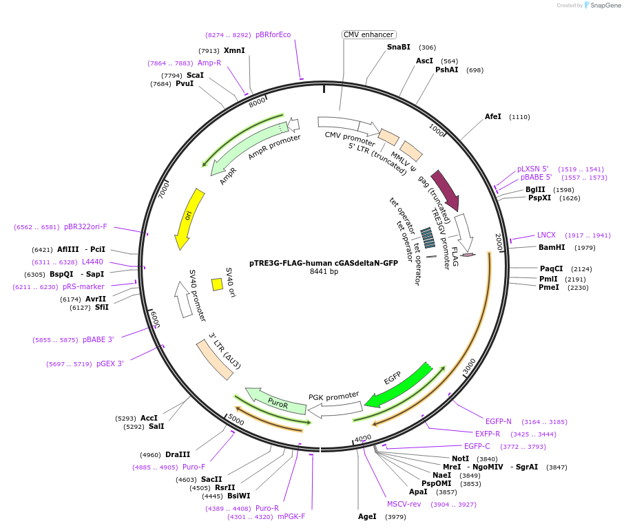 186879-plasmid-map-sequence-id-366112