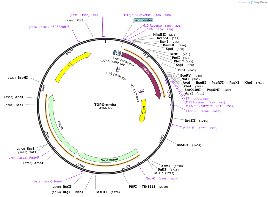 184821-plasmid-map-sequence-id-366113
