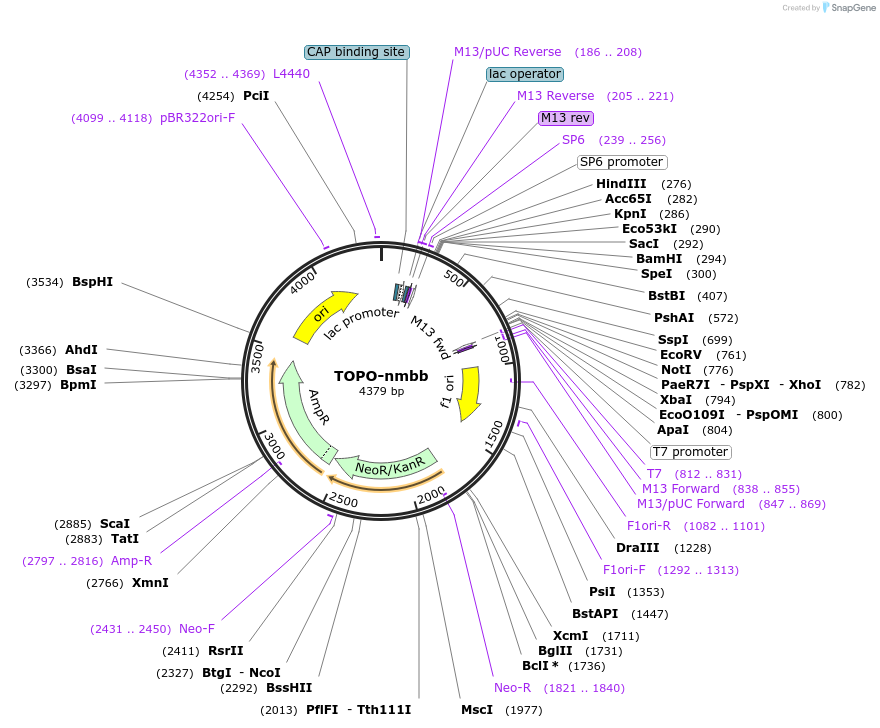 184822-plasmid-map-sequence-id-366114
