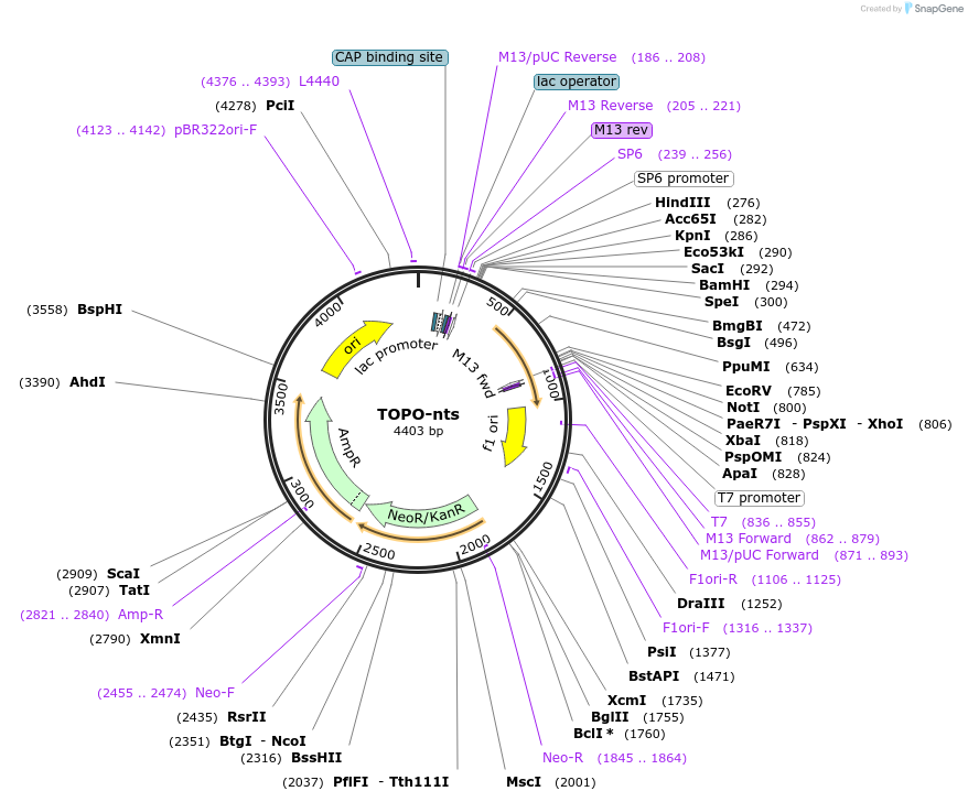 184823-plasmid-map-sequence-id-366115