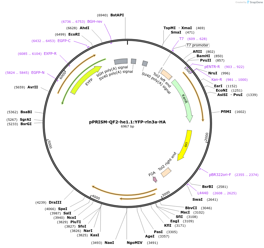 184820-plasmid-map-sequence-id-366119