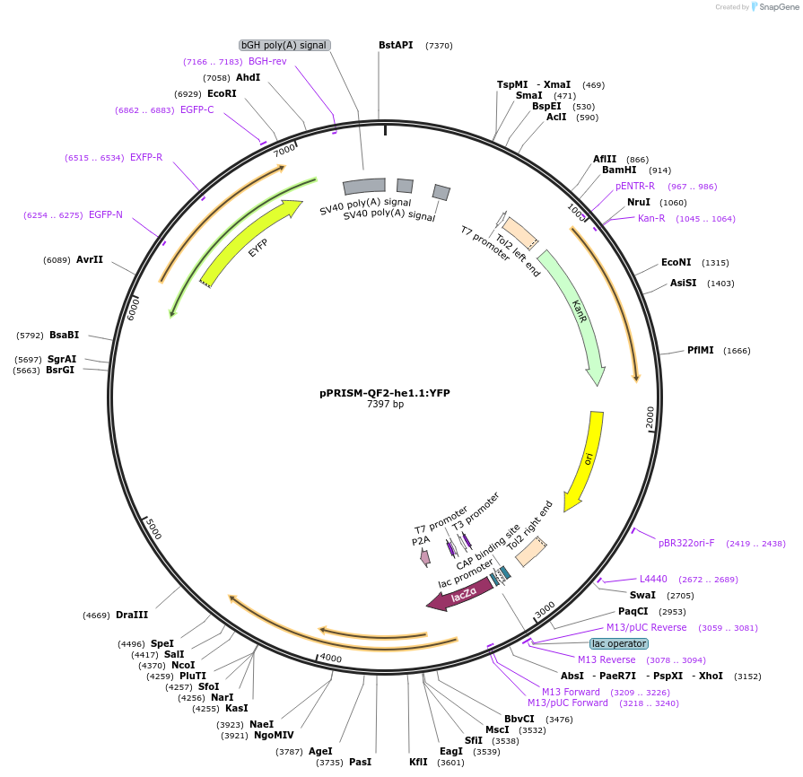184819-plasmid-map-sequence-id-366121