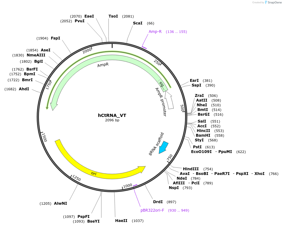 186716-plasmid-map-sequence-id-366122
