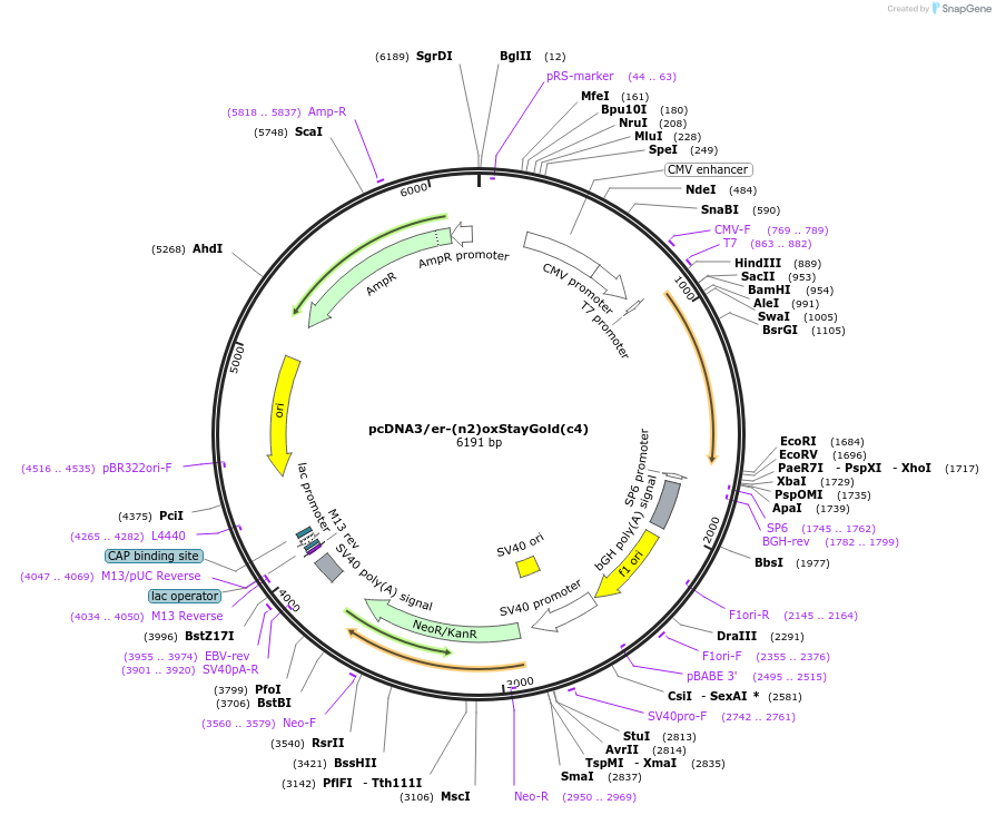 185822-plasmid-map-sequence-id-366124