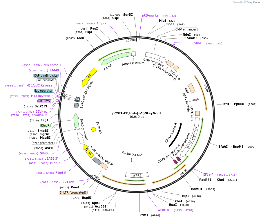 185823-plasmid-map-sequence-id-366130