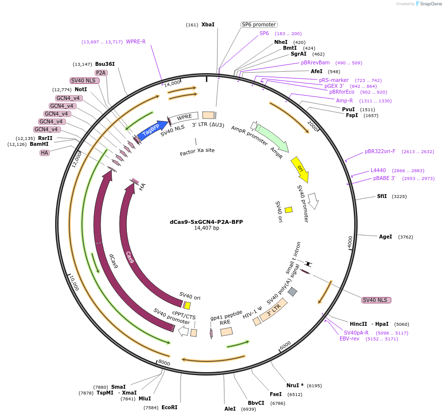 184438-plasmid-map-sequence-id-366133