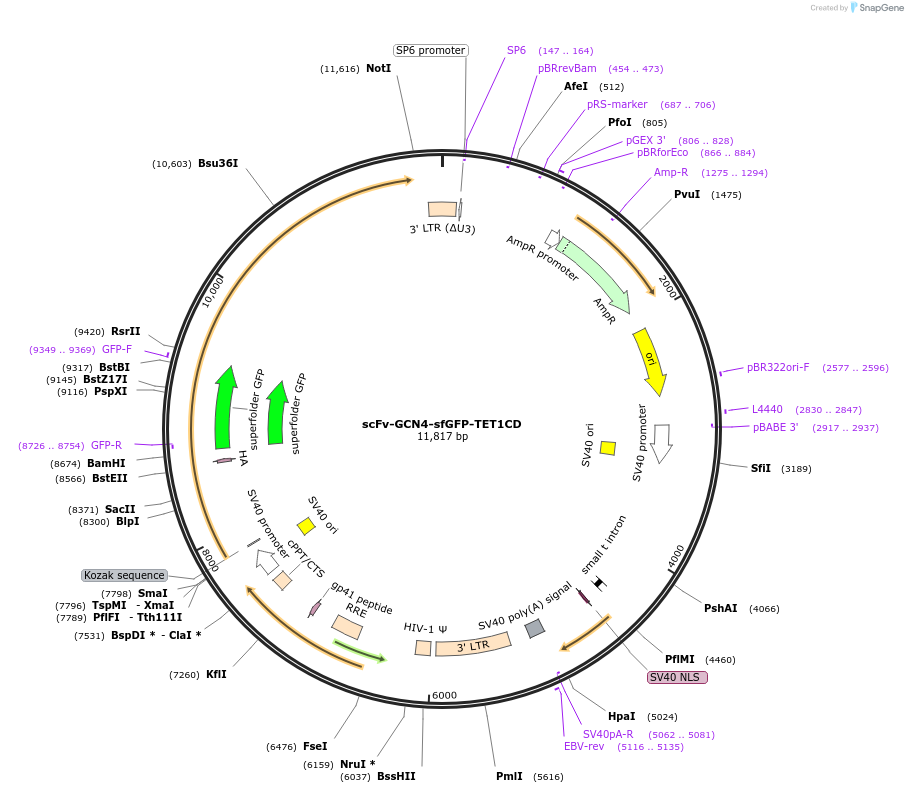 184439-plasmid-map-sequence-id-366135