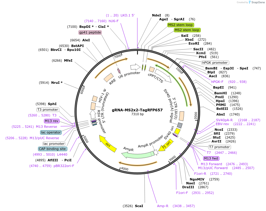 184441-plasmid-map-sequence-id-366141