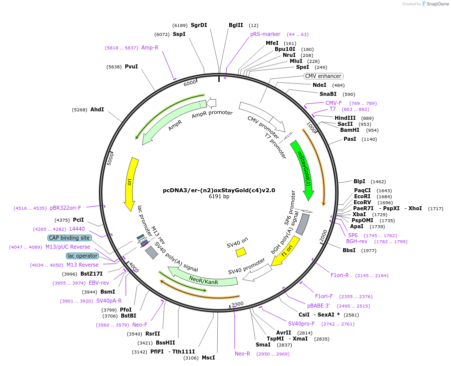 186296-plasmid-map-sequence-id-366145