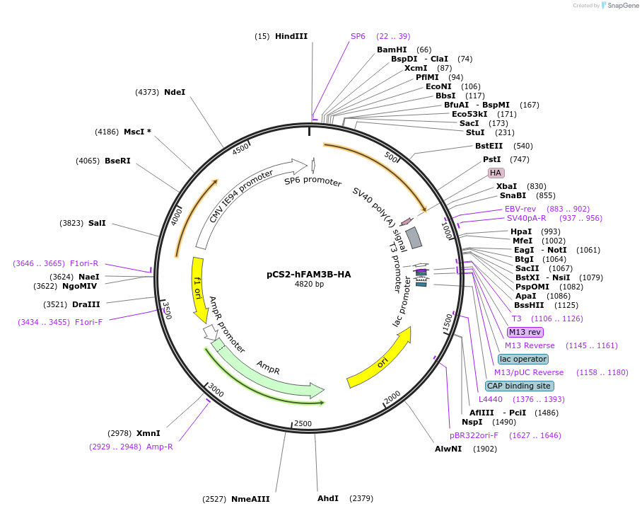 180145-plasmid-map-sequence-id-366150