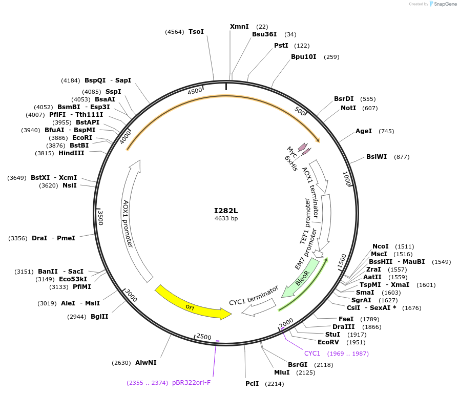 184308-plasmid-map-sequence-id-366157