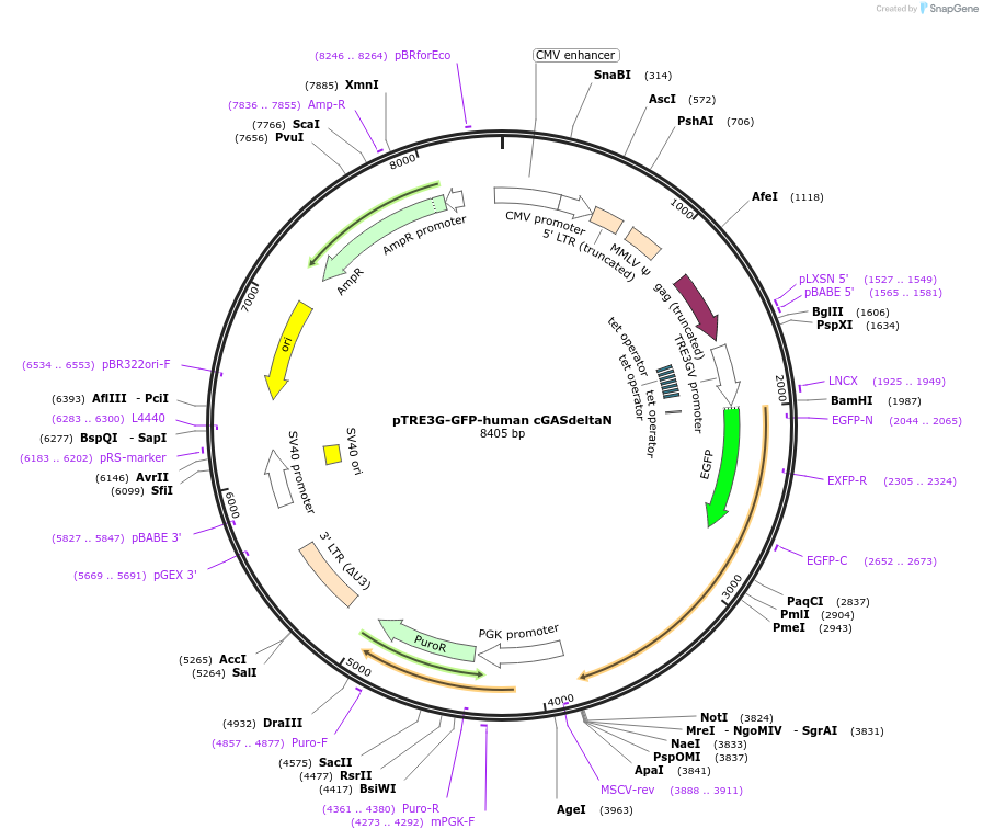 186880-plasmid-map-sequence-id-366158