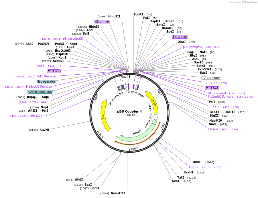 185827-plasmid-map-sequence-id-366162