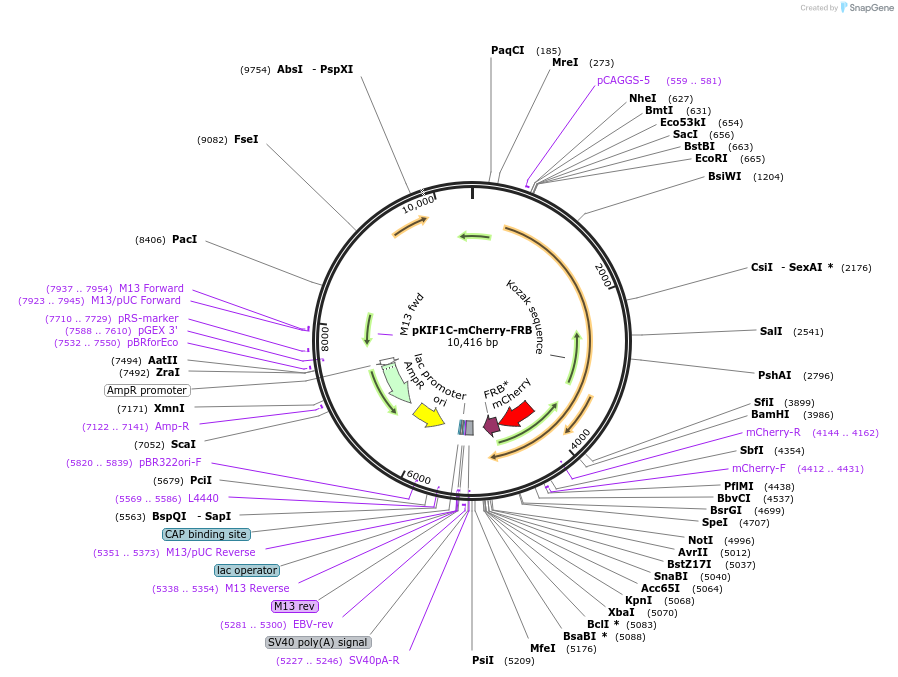 185982-plasmid-map-sequence-id-366163