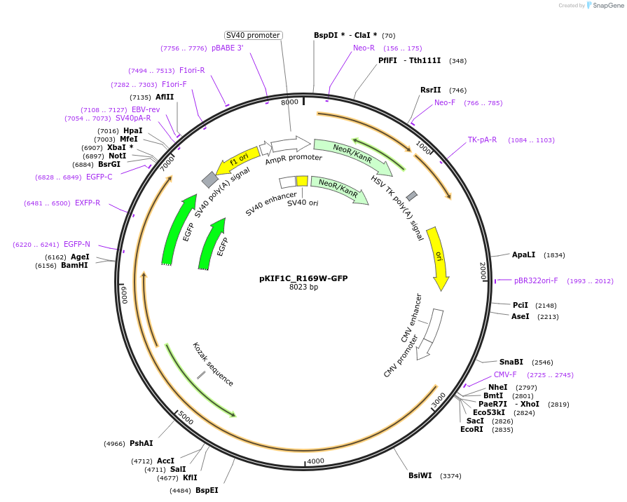 185981-plasmid-map-sequence-id-366164