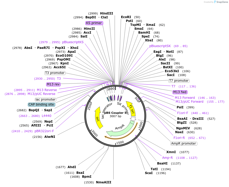 185828-plasmid-map-sequence-id-366168