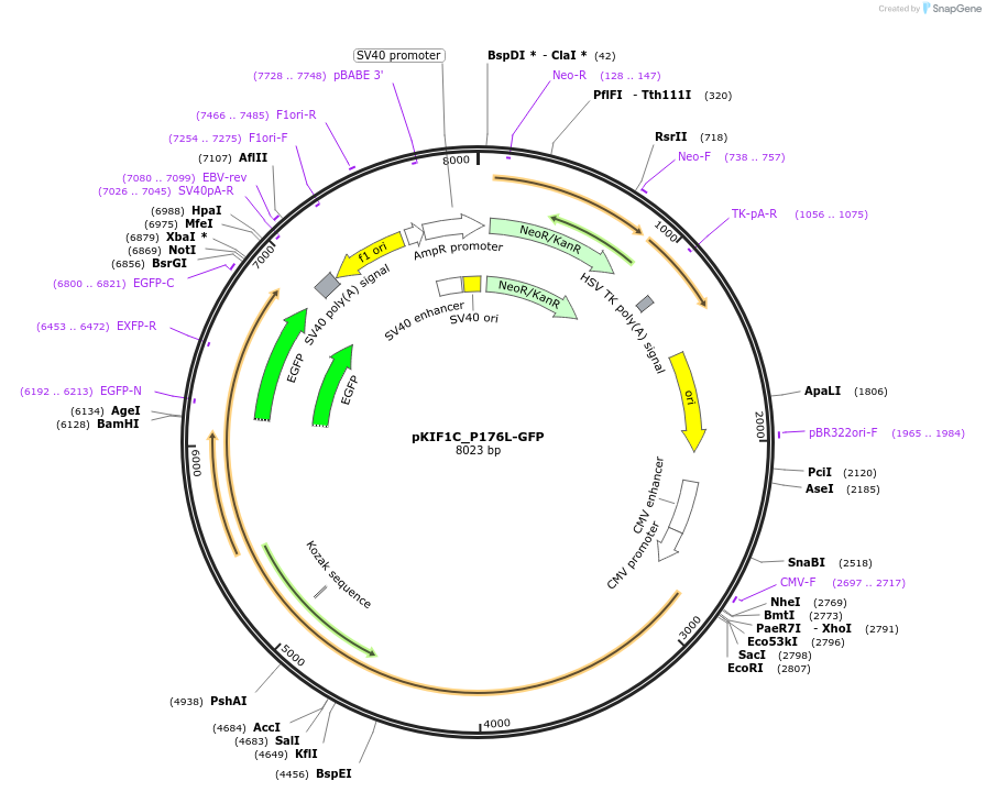 185980-plasmid-map-sequence-id-366169