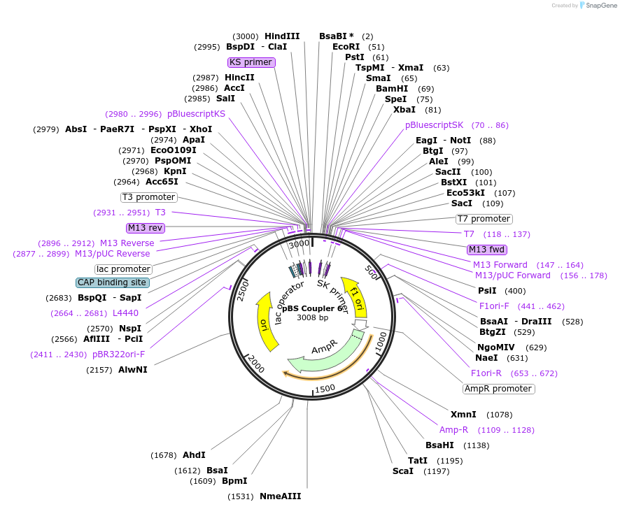 185829-plasmid-map-sequence-id-366170