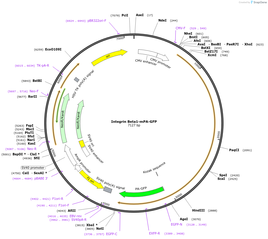 186302-plasmid-map-sequence-id-366177