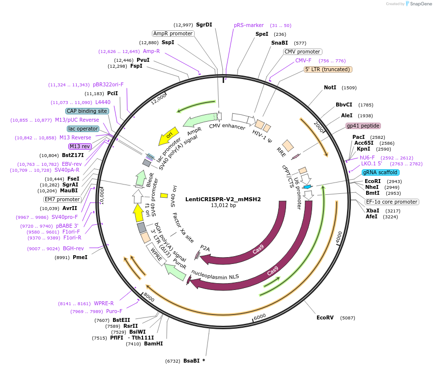 186156-plasmid-map-sequence-id-366178