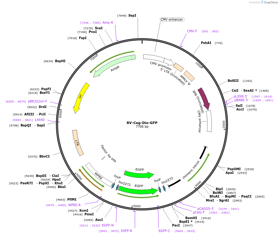 87662-plasmid-map-sequence-id-366179
