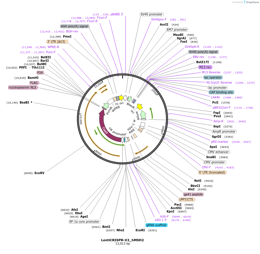 186155-plasmid-map-sequence-id-366180