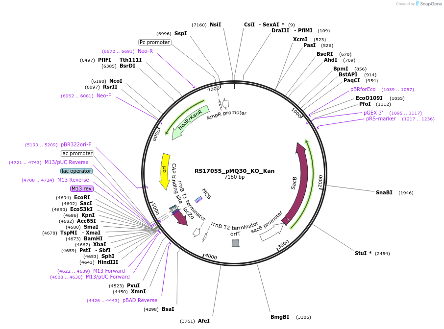 185398-plasmid-map-sequence-id-366185