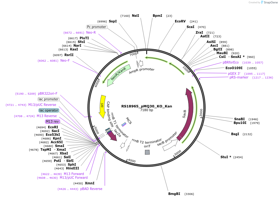185394-plasmid-map-sequence-id-366186