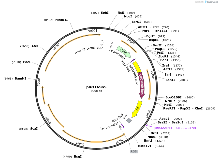 180076-plasmid-map-sequence-id-366192