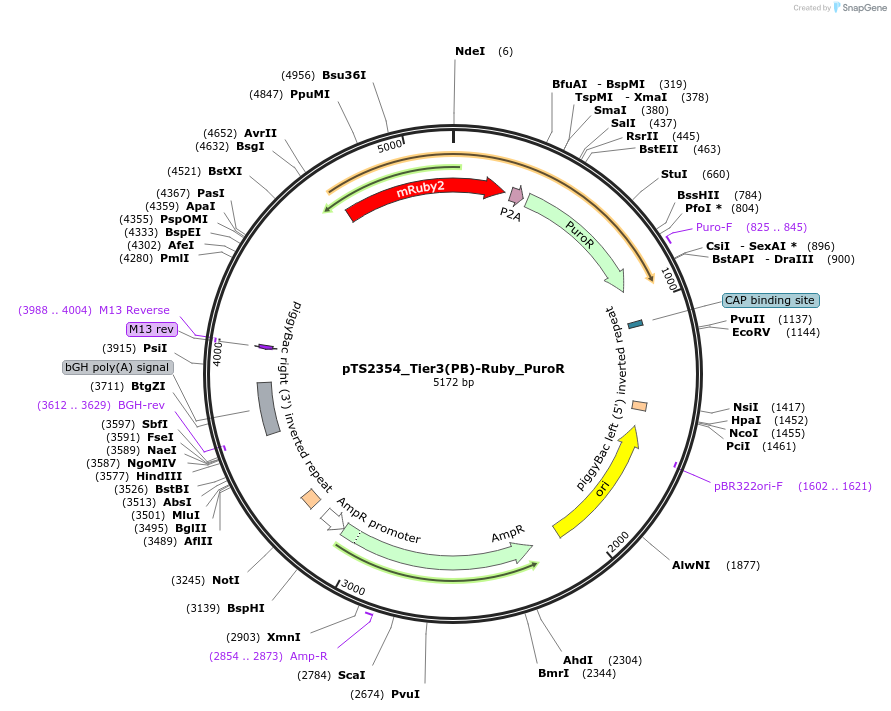 169653-plasmid-map-sequence-id-366195