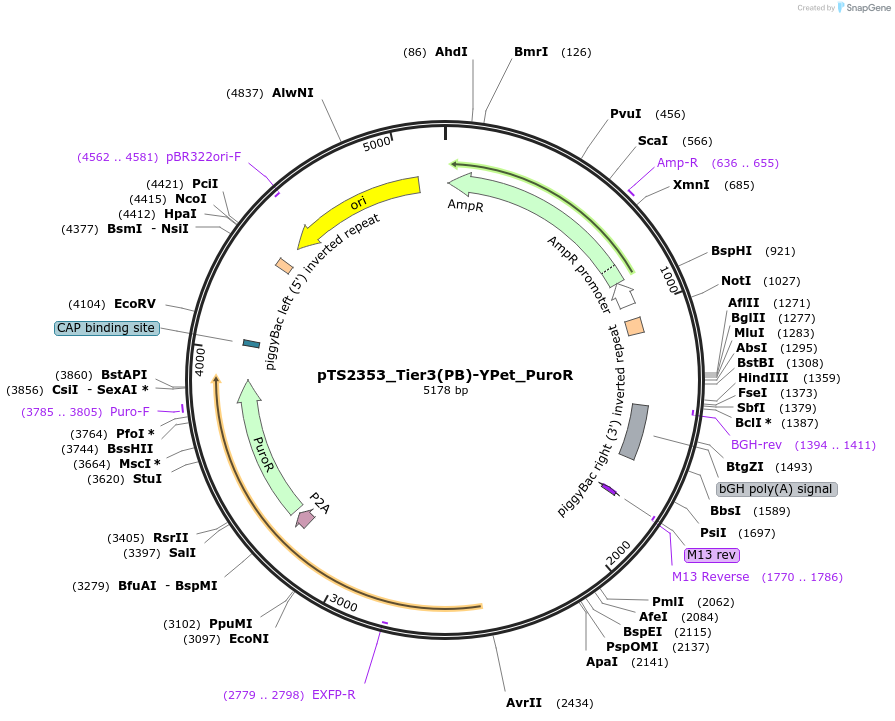 169652-plasmid-map-sequence-id-366196