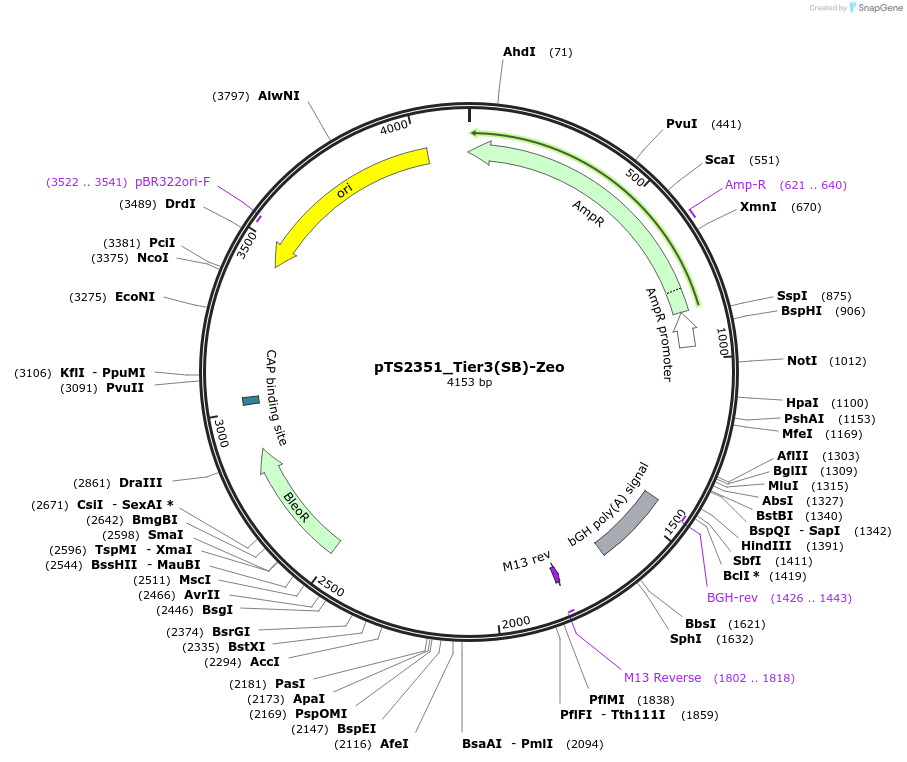 169648-plasmid-map-sequence-id-366198