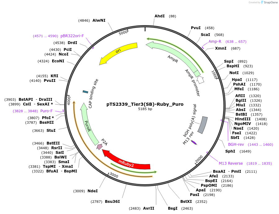 169637-plasmid-map-sequence-id-366201