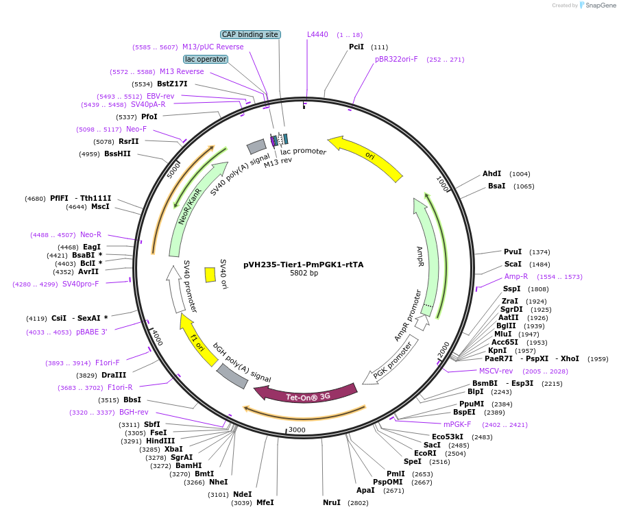169578-plasmid-map-sequence-id-366205