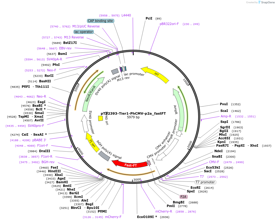 169530-plasmid-map-sequence-id-366213