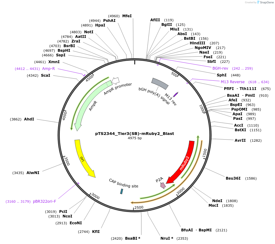 169642-plasmid-map-sequence-id-366219