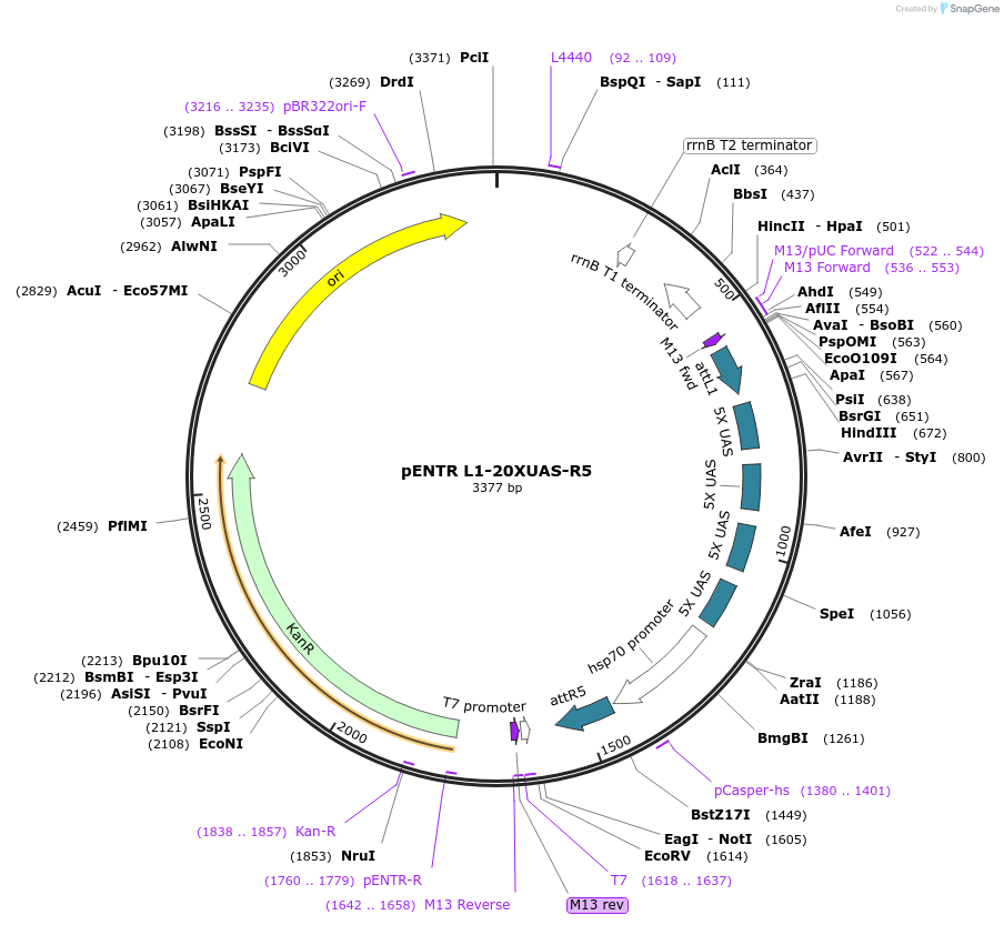 32302-plasmid-map-sequence-id-36622
