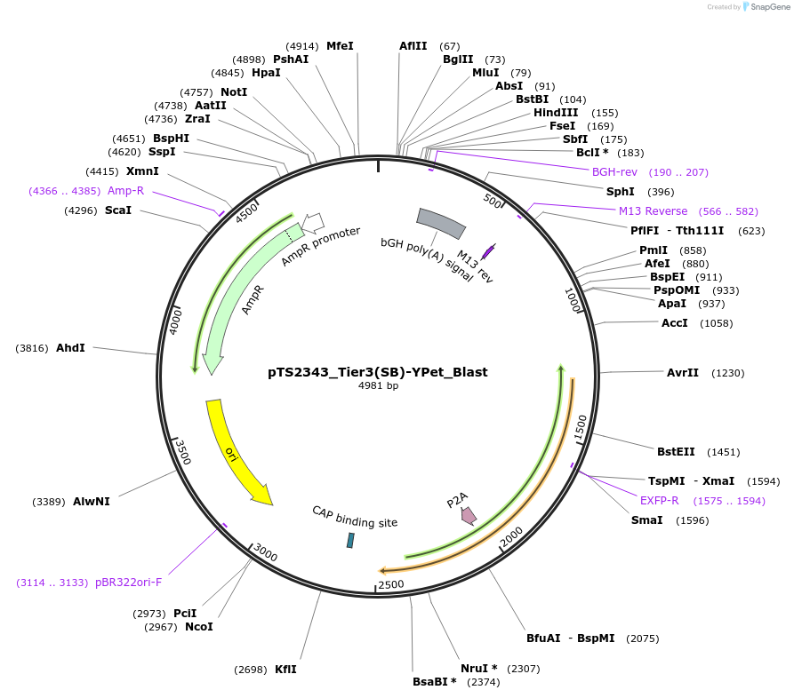 169641-plasmid-map-sequence-id-366220