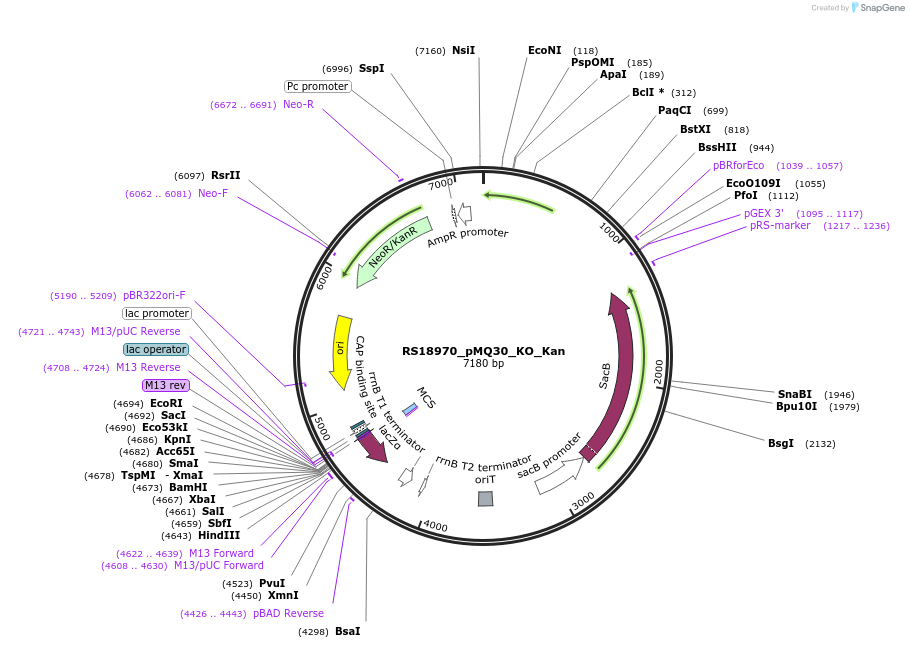 185395-plasmid-map-sequence-id-366222