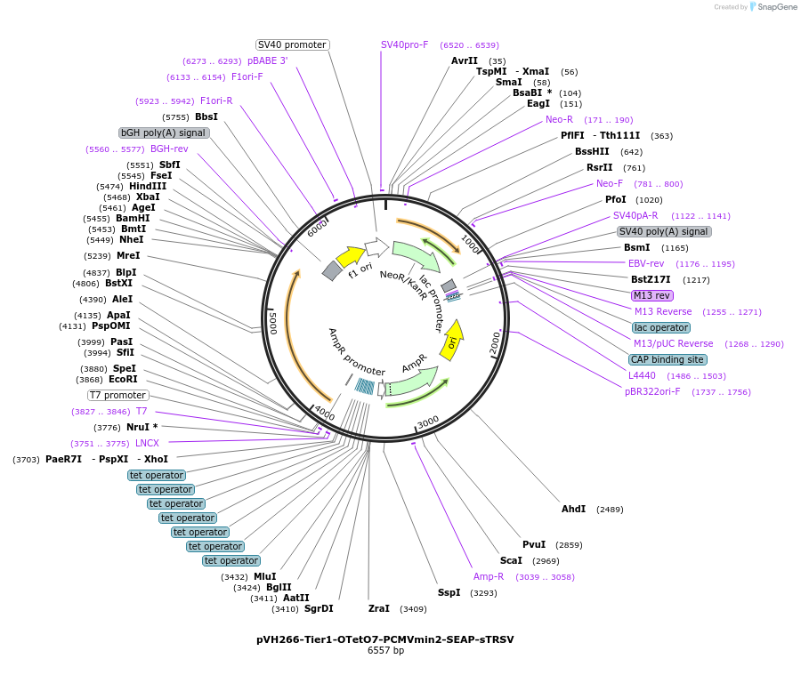 169589-plasmid-map-sequence-id-366223