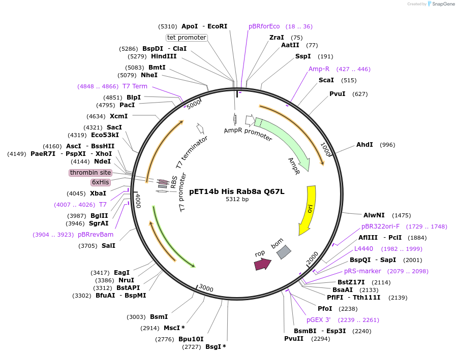 186014-plasmid-map-sequence-id-366225